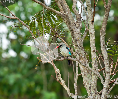 Image of Woodland Kingfisher