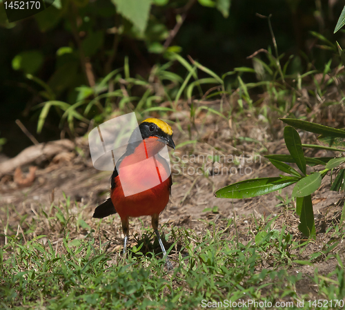 Image of Yellow-crowned Gonolek