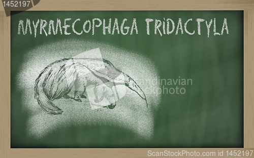 Image of  sketch of anteater on blackboard (Myrmecophaga tridactyla)