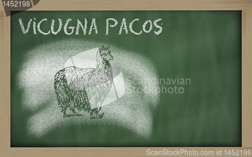 Image of  sketch of alpaca on blackboard (vicugna pacos)