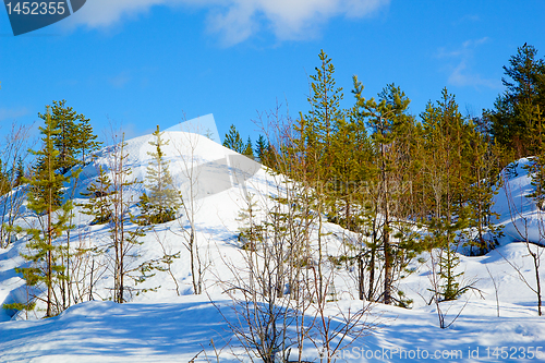 Image of winter forest landscape