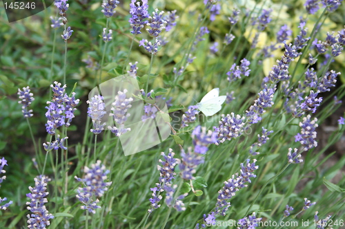 Image of White butterfly and  lavender blue