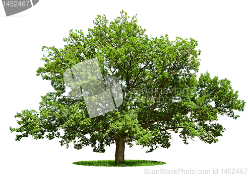 Image of Big tree - oak isolated on a white