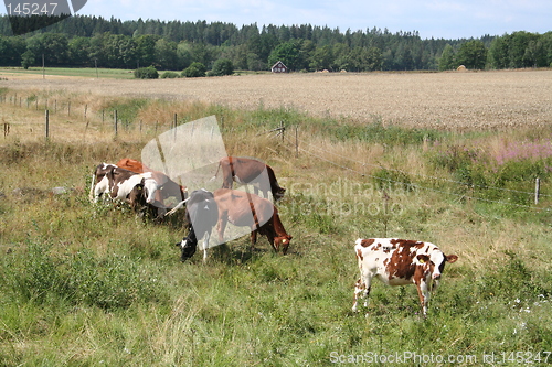 Image of A group of cows