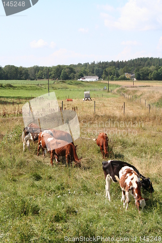 Image of Black and brown cows together