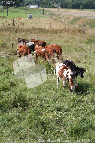 Image of Countryside idyll