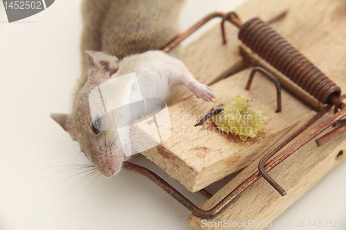 Image of Fatal attraction, trap kills mouse