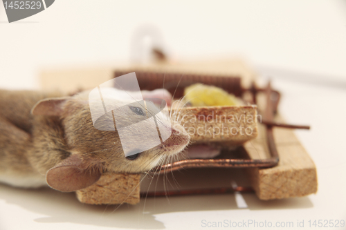 Image of Dead mouse in trap