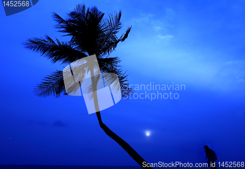 Image of Palm silhouette and runner