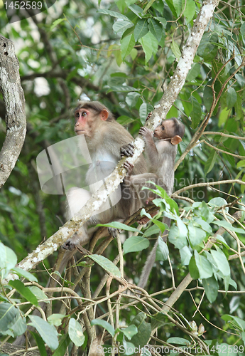Image of Macaque mother and baby