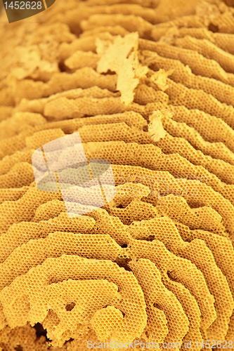 Image of Golden honeycomb background