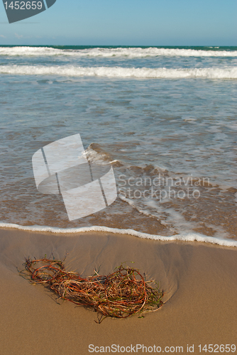 Image of Seaweed