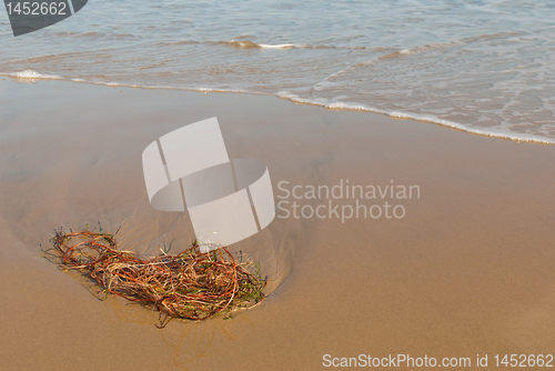 Image of Seaweed