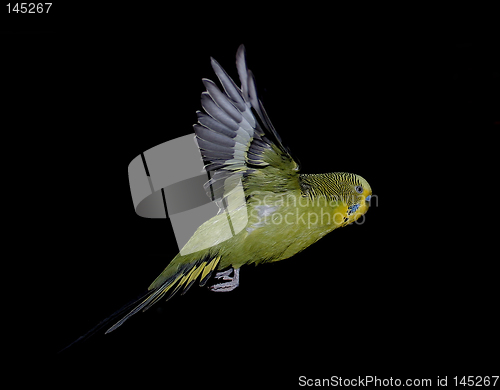 Image of flying petbird