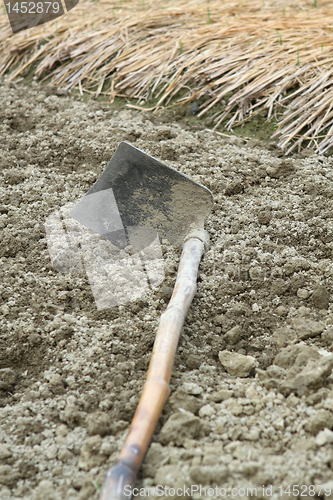 Image of spade ready to prepare vegetable bed for sowing 