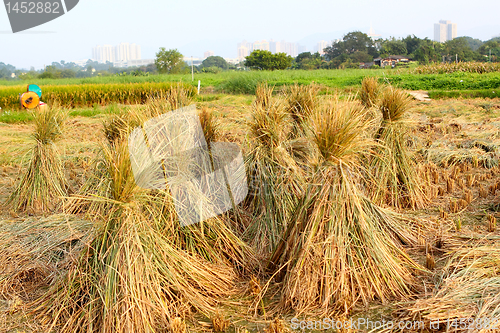 Image of Harvest rice 