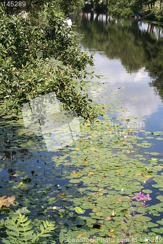 Image of River with water-lilies