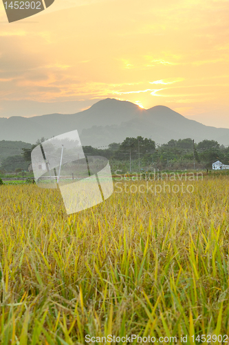 Image of Golden sunset over farm field 