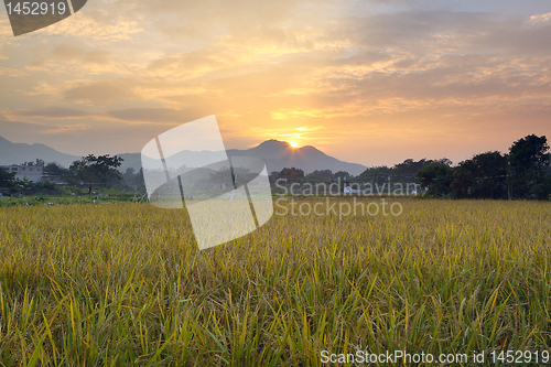 Image of Golden sunset over farm field 