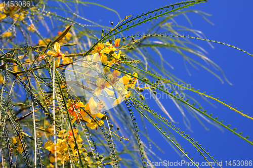 Image of Forsythia Twigs Against Blue Sky Background