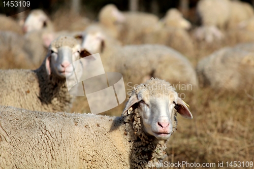 Image of Curios Sheeps