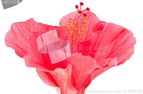 Image of Pink hibiscus blossom detail