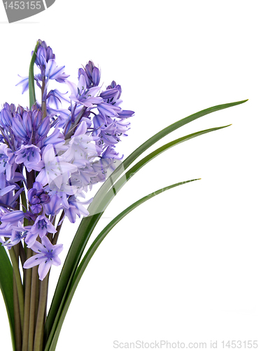 Image of Bluebell Flower Beauty