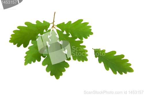 Image of Oak Leaf Sprig