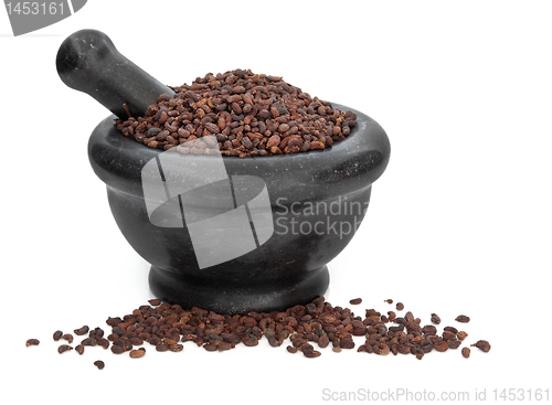 Image of Privet Fruit Herb