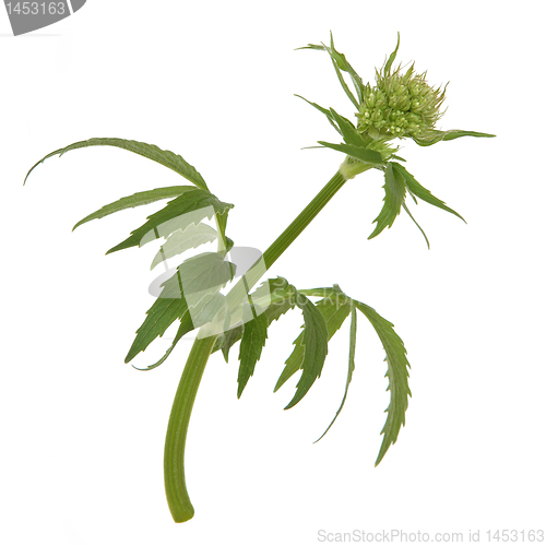 Image of Valerian Herb Flower Bud