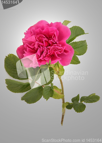 Image of Rugosa Rose