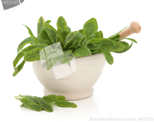 Image of  Sage Herb
