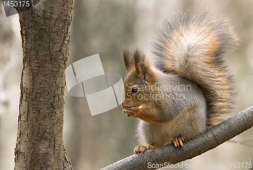 Image of squirrel