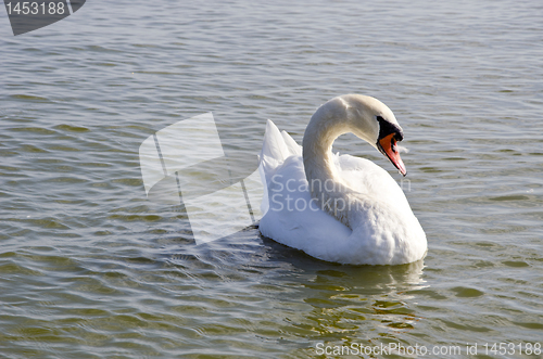 Image of Swan floating on water. Free bird closeup.