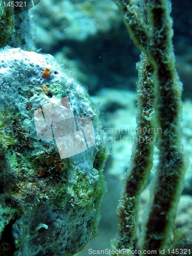 Image of Blenny in a coral