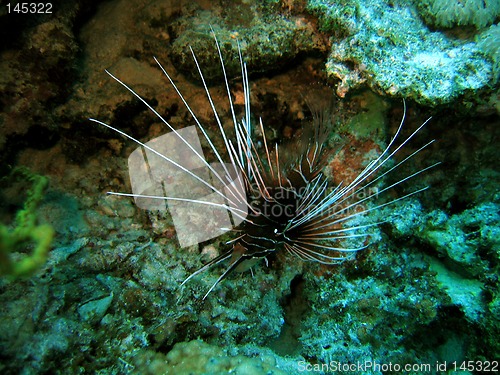 Image of Lionfish