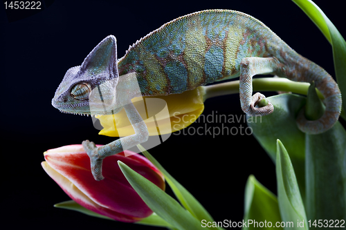 Image of Chameleon