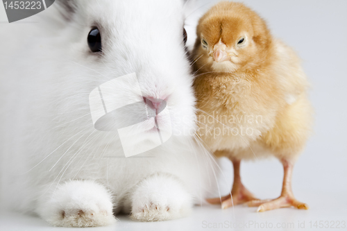 Image of Chick and bunny