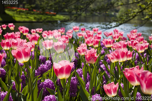 Image of Beautiful tulips
