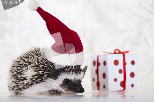 Image of Hedgehog christmas
