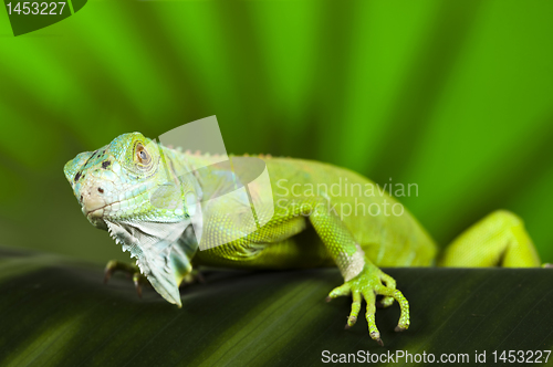 Image of Iguana
