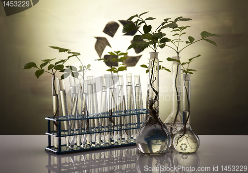 Image of Plant growing in test tubes in a  laboratory 