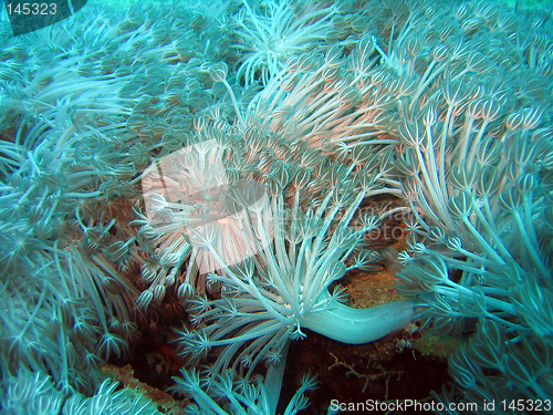 Image of Sea Anemones