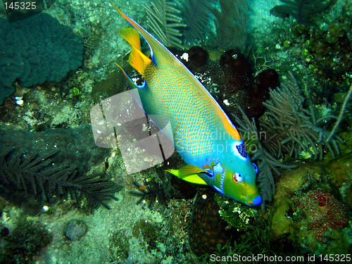 Image of Angelfish