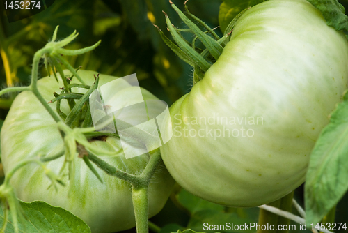 Image of Pair of green tomatoes