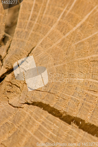 Image of centrer of the tree