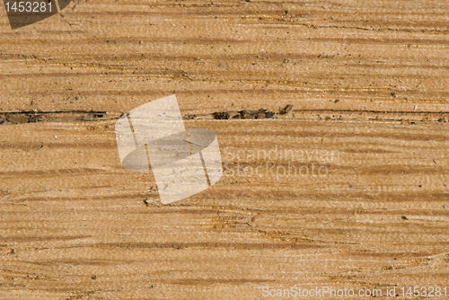 Image of Tree background