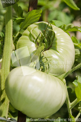 Image of 2 tomatoes