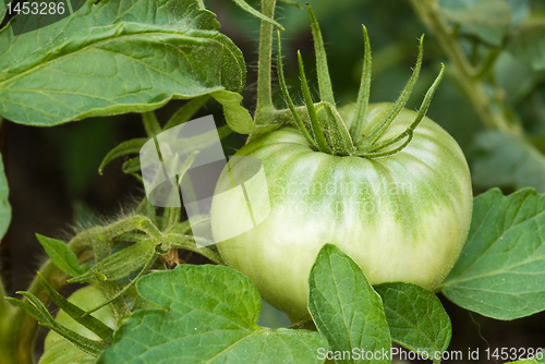 Image of Tomatoe