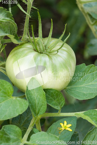 Image of Tomatoe with a blossom